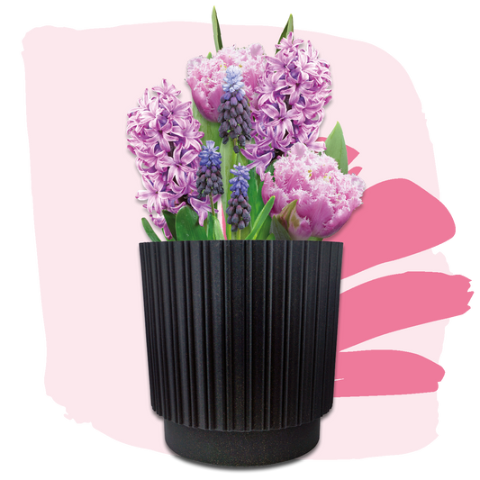 Plant Magic Grow Kit Pink