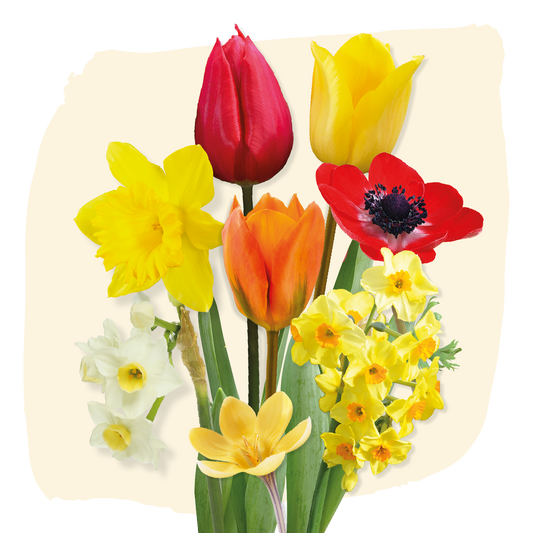 Bloembollen pakket Terra