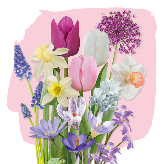 Bloembollen pakket Pastel