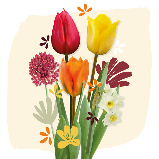 Starterset Bloembollen terra