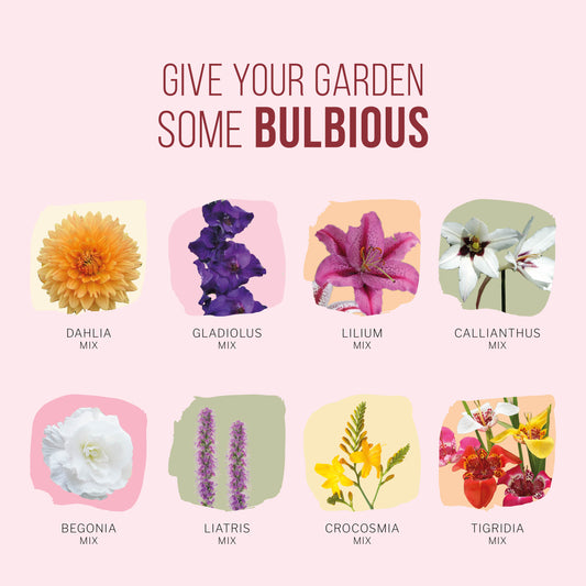 Bloembol Pakket Nostalgic Revival