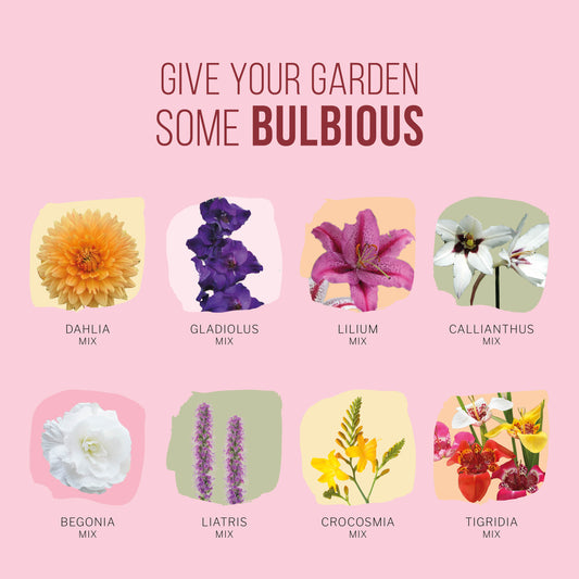 Bloembolpakket Velvet Memory