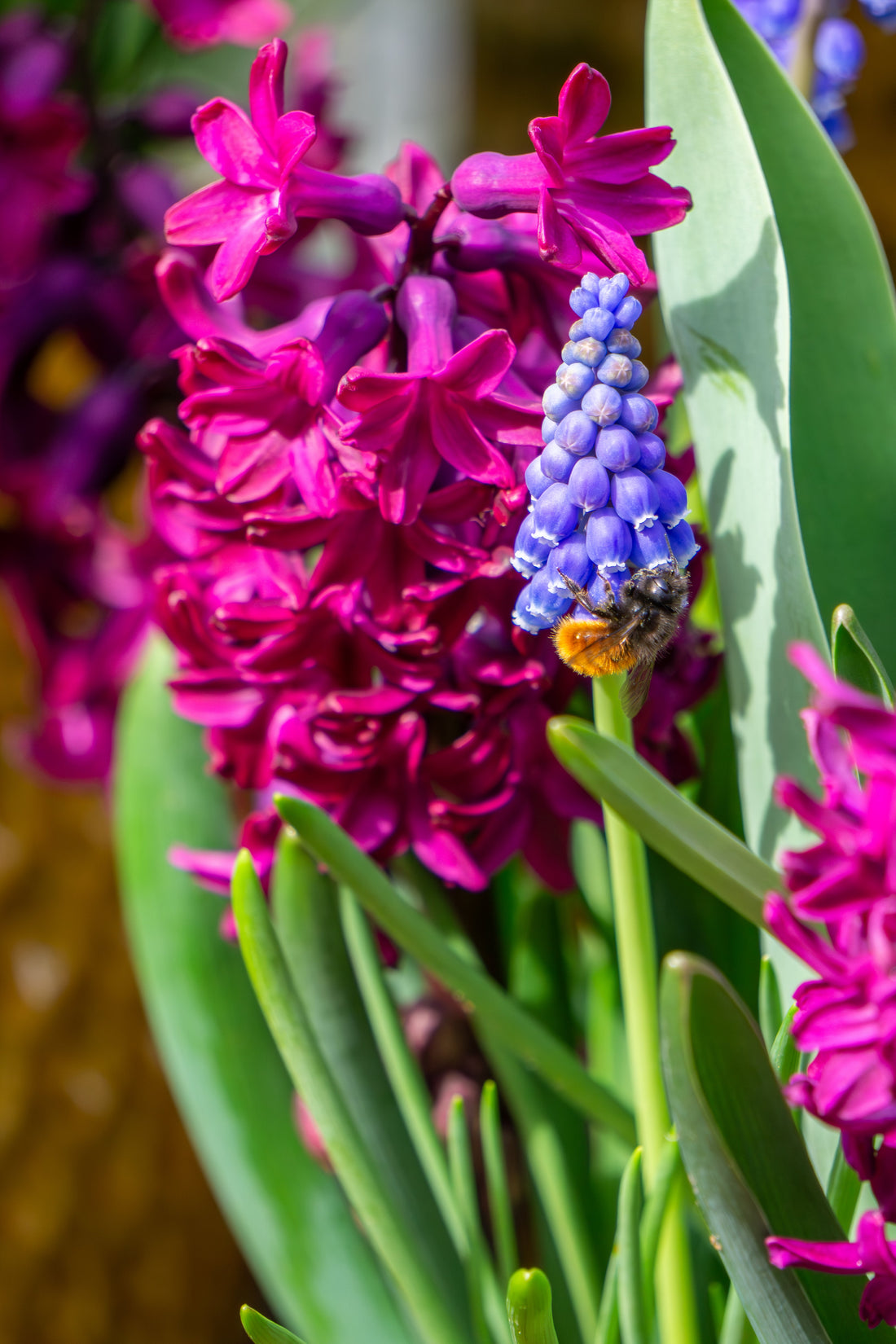 Maak van je tuin een paradijs voor bestuivers