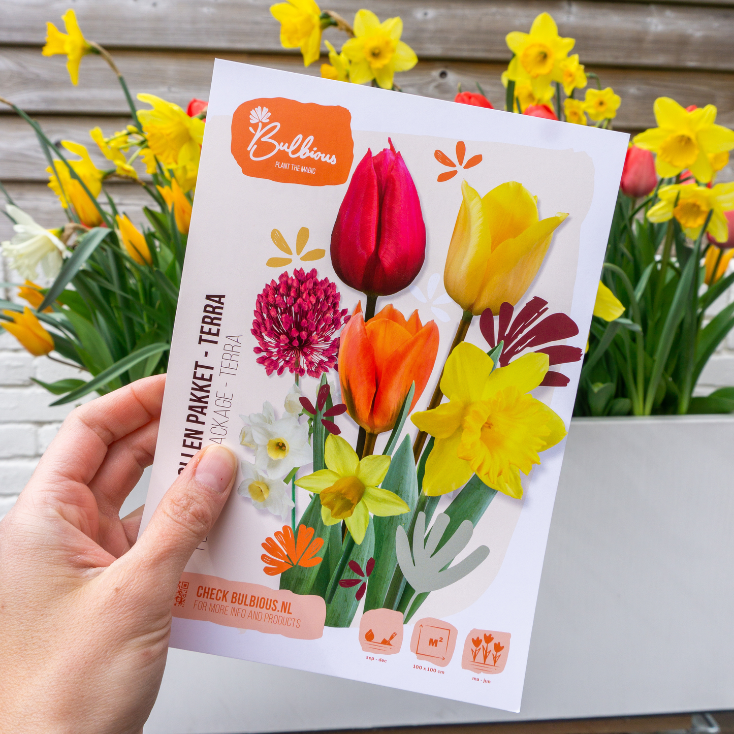 Bloembol pakket Terra