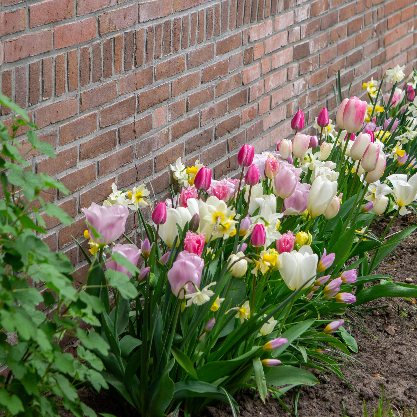 Bloembol pakket Pastel