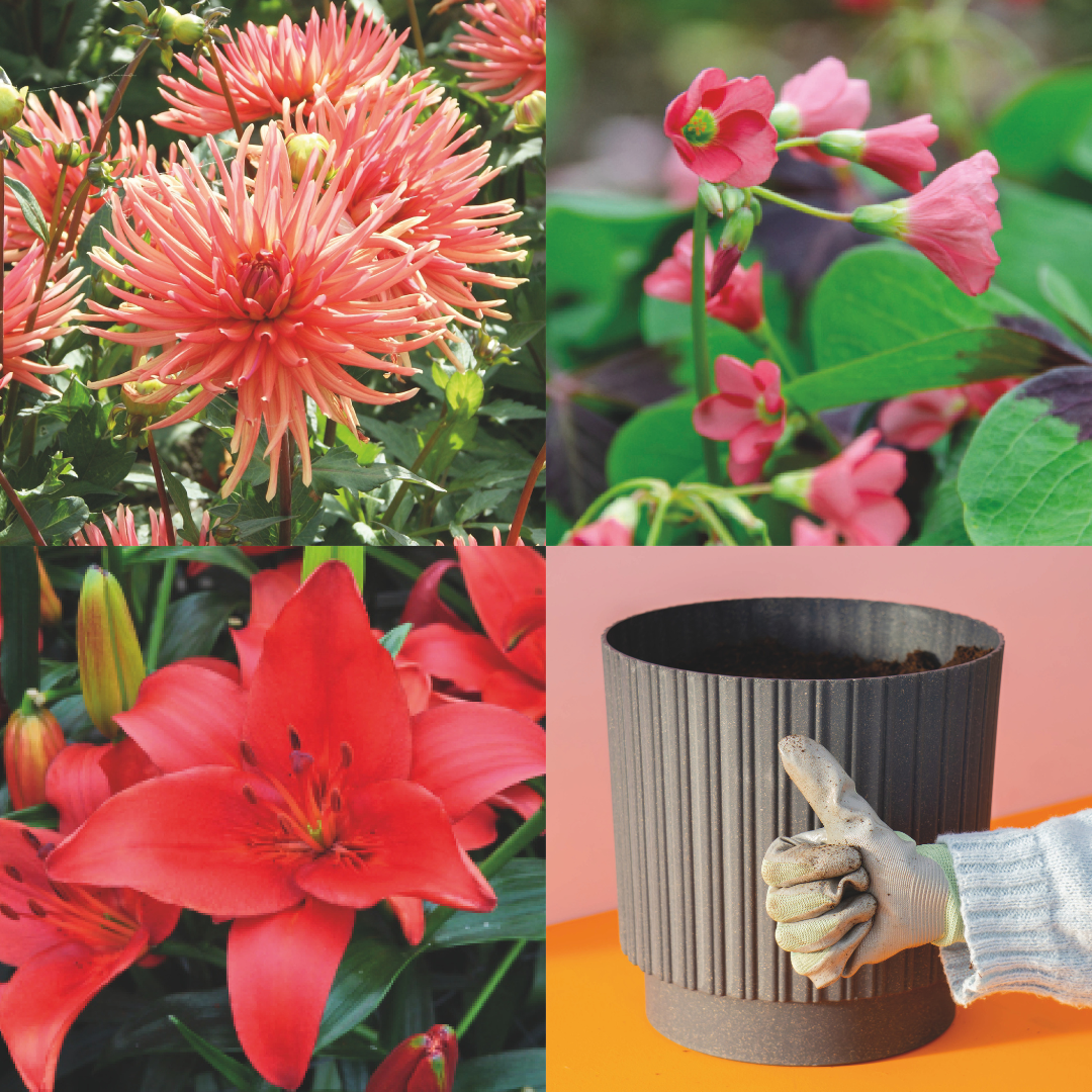 Plant Magic Grow Kit Rood/Oranje