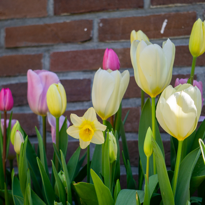 Bloembol pakket Pastel