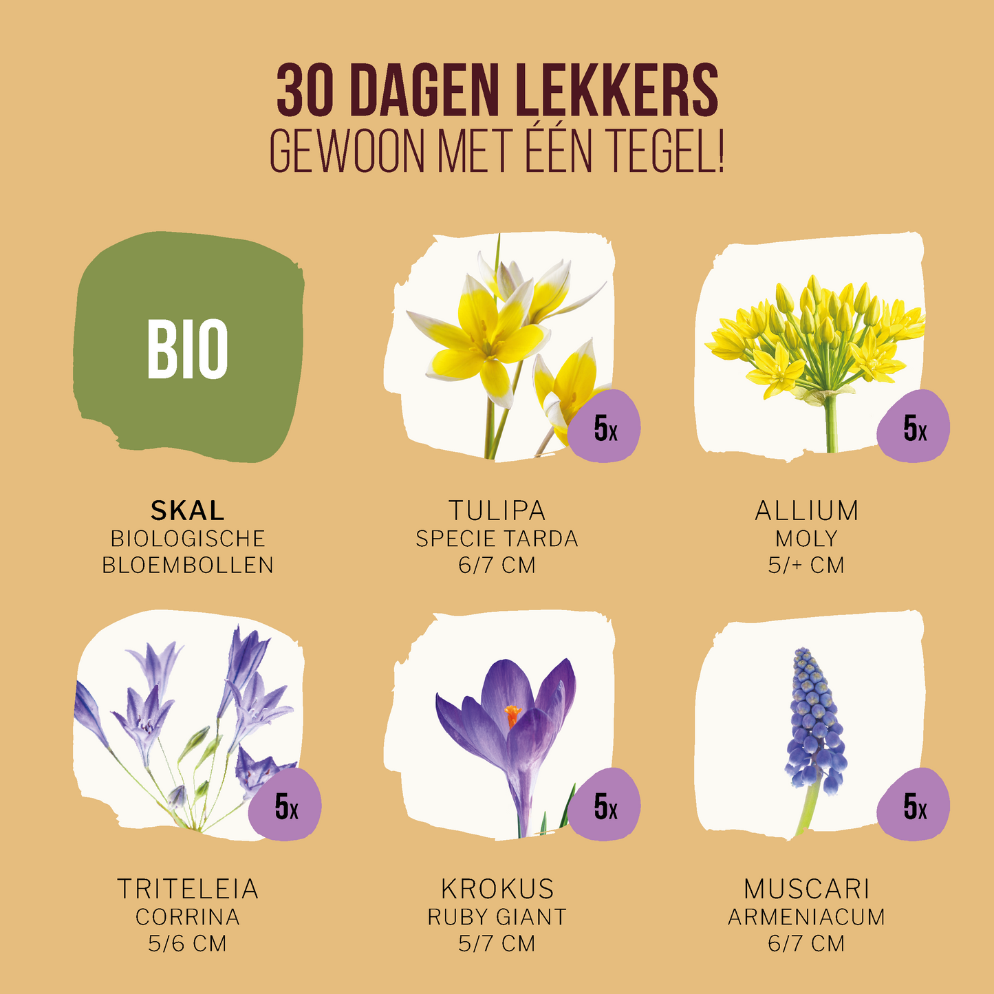 BIO Tegeltuintje voor Bijen & Vlinders