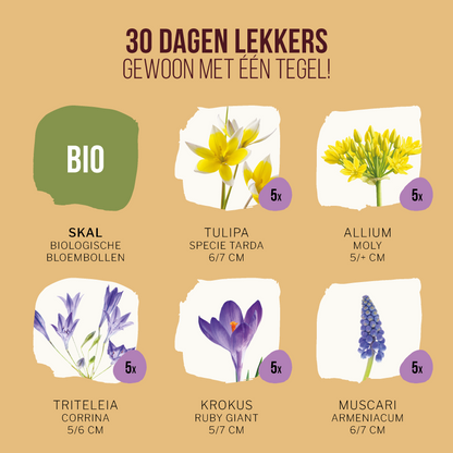BIO Tegeltuintje voor Bijen & Vlinders