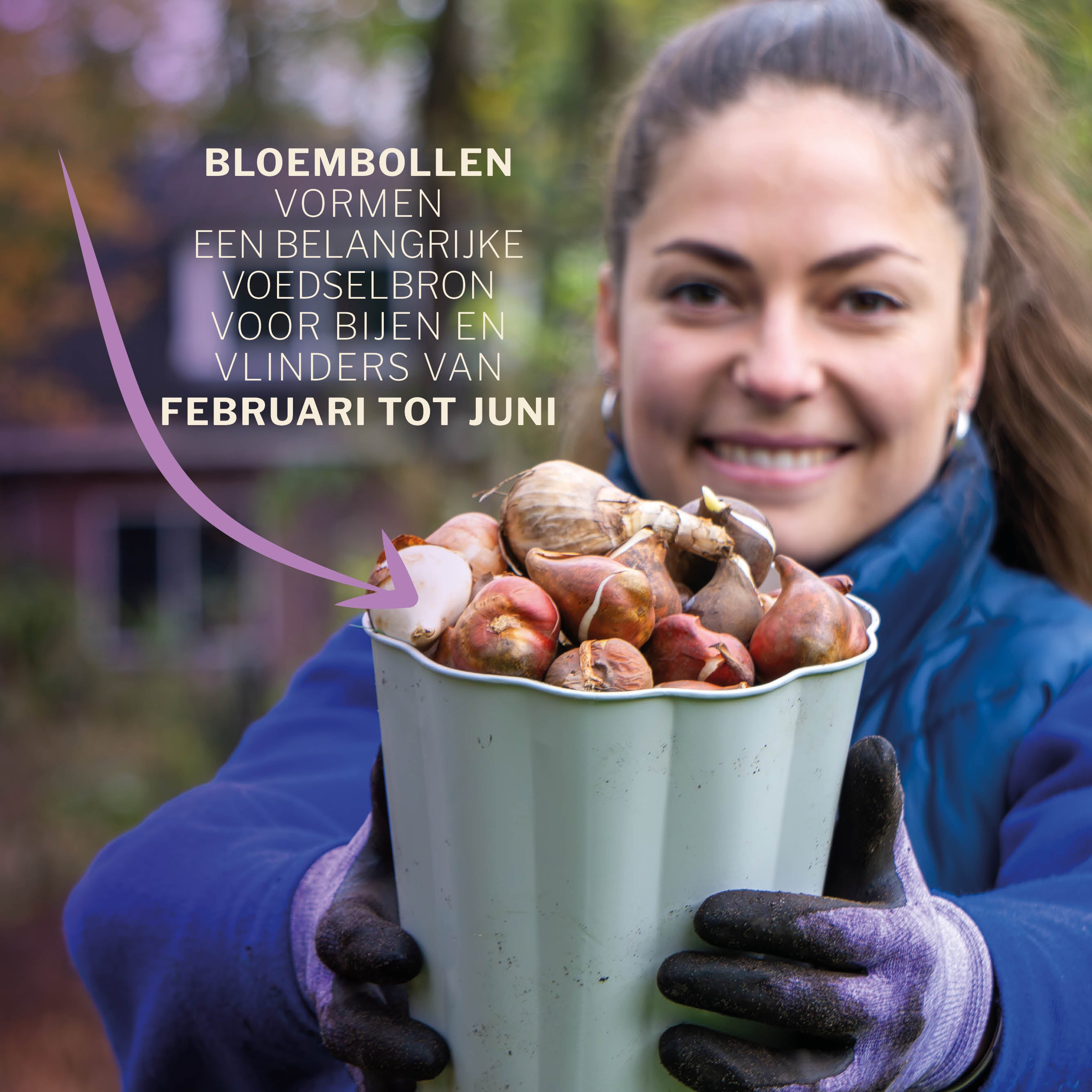 bloembollen in emmer