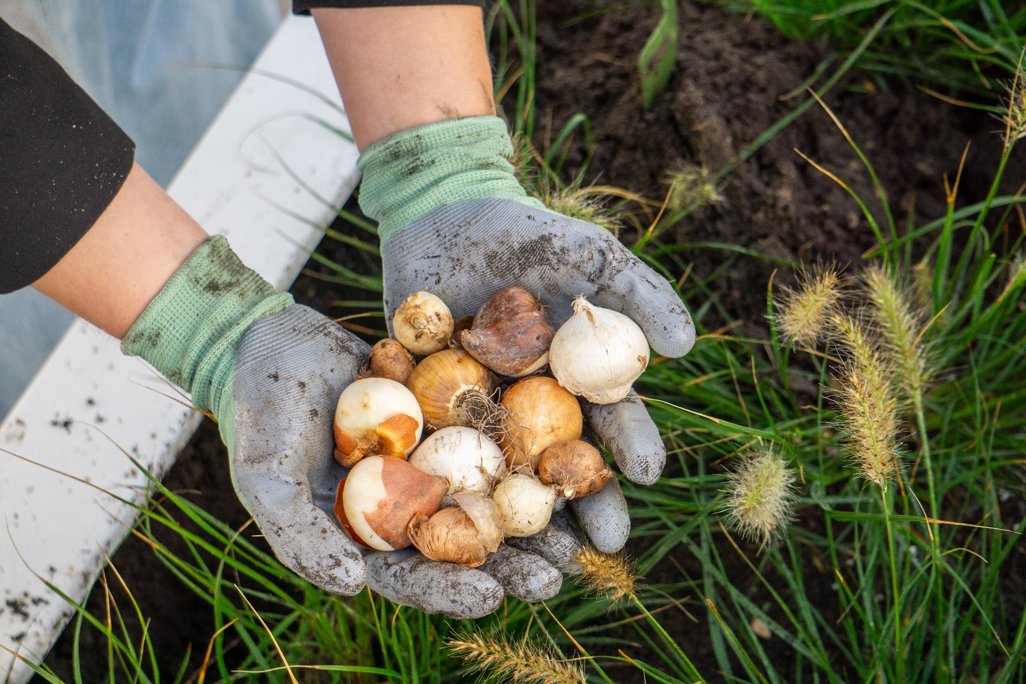 Bloembollen planten
