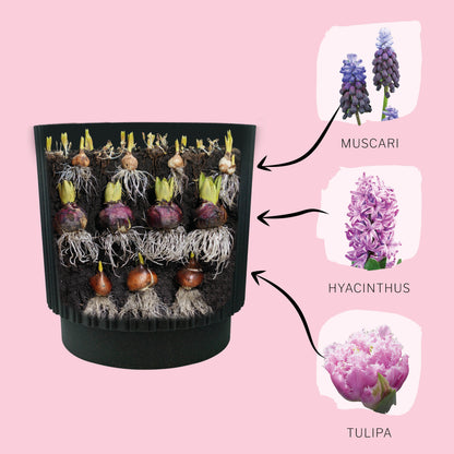 Plant Magic Grow Kit Pink