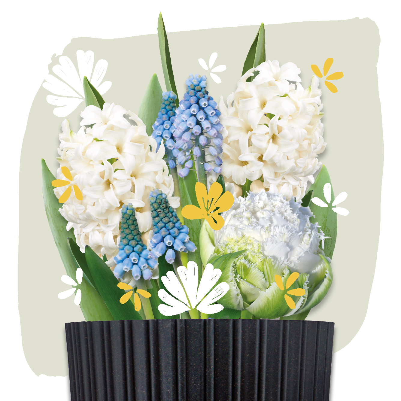 bloembollen cadeau grow kit white