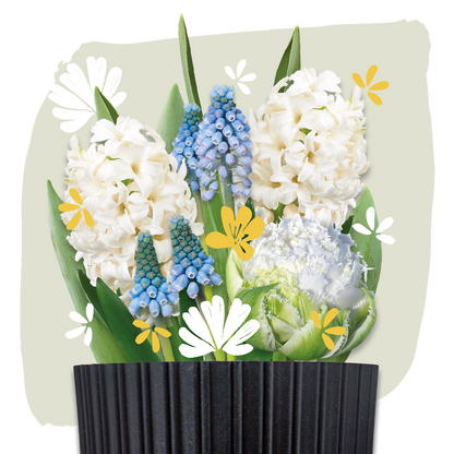 bloembollen cadeau grow kit white