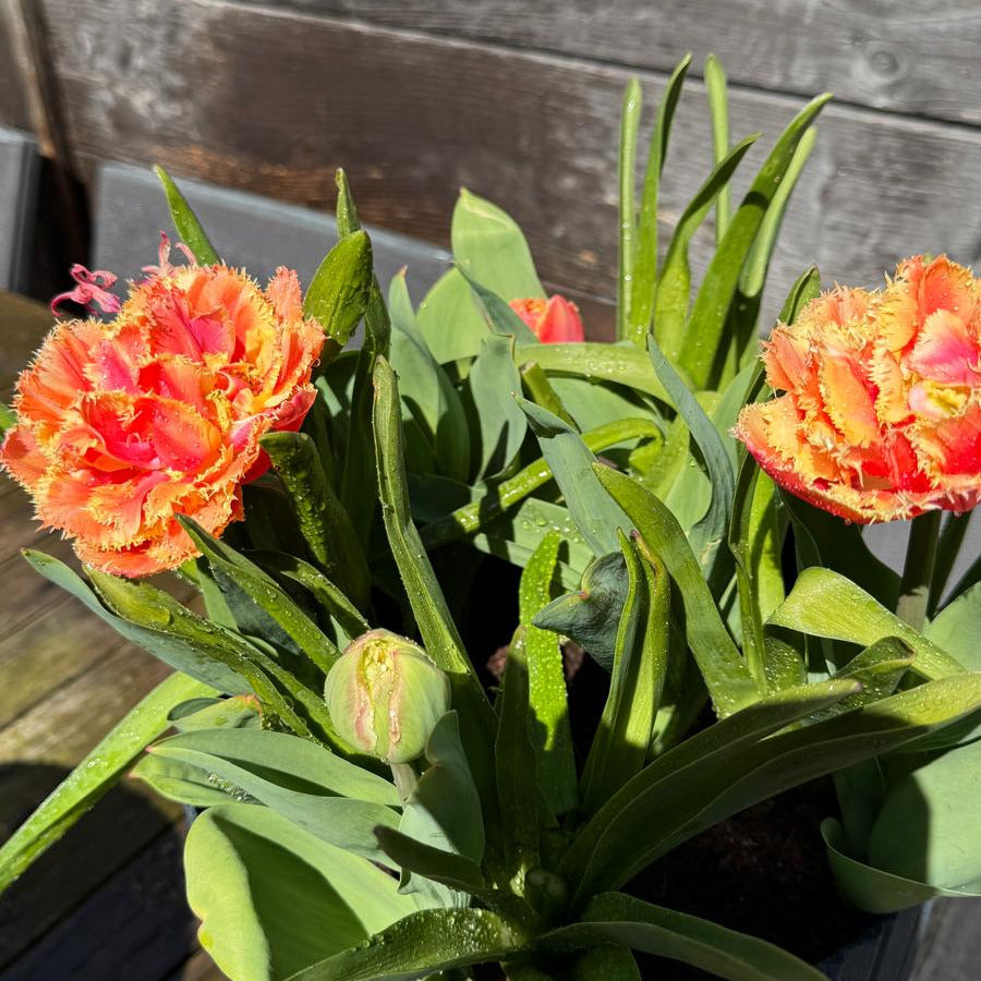 Grow_kit_orange