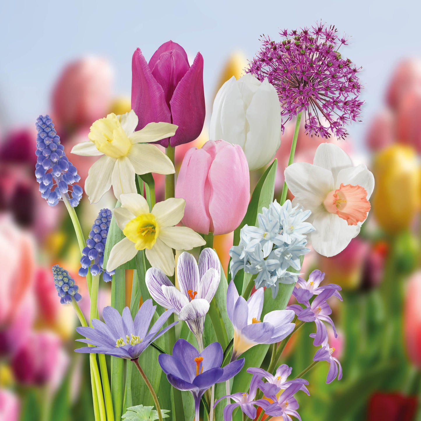 Bloembollen pakket Pastel