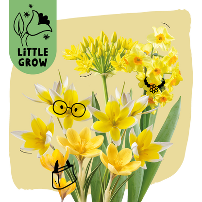 Little Grow | Bloembollenpakket Paars/Geel voor kinderen