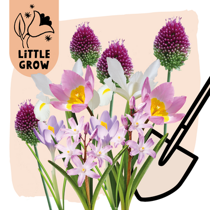 Little Grow | Bloembollenpakket Paars/Geel voor kinderen