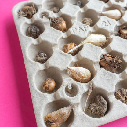 Magic Bloom Gift Tegeltuintje