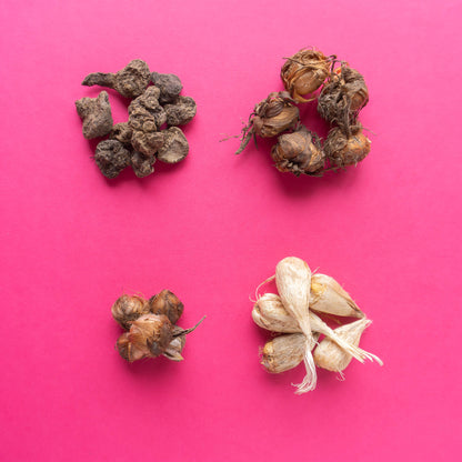 Magic Bloom Gift Tegeltuintje