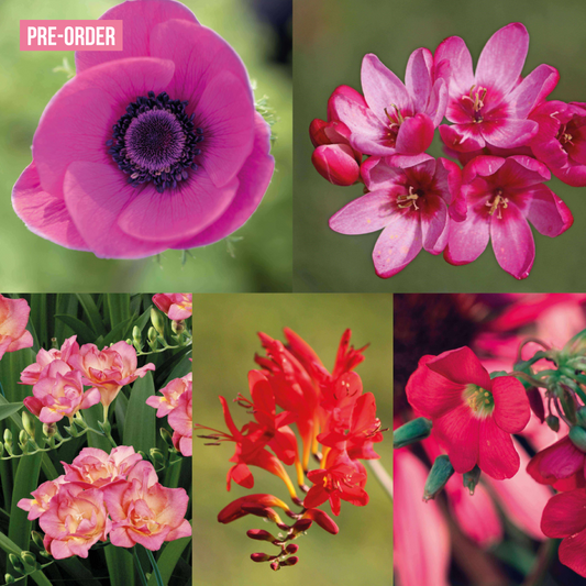 Magic Bloom Gift Tegeltuintje