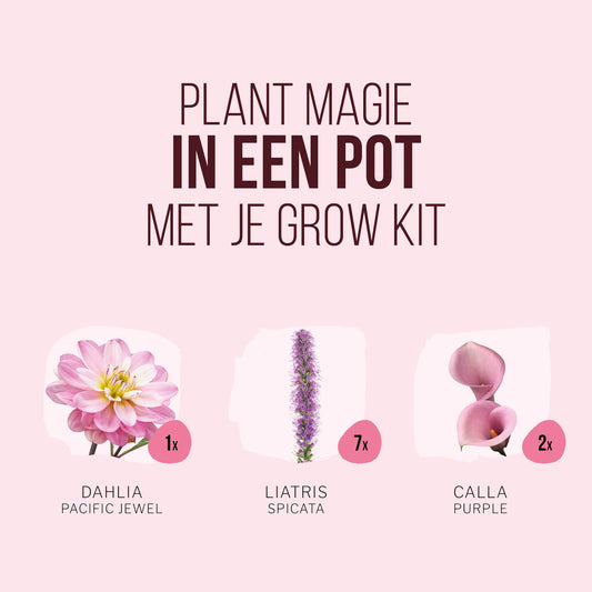Plant Magic Grow Kit Paars