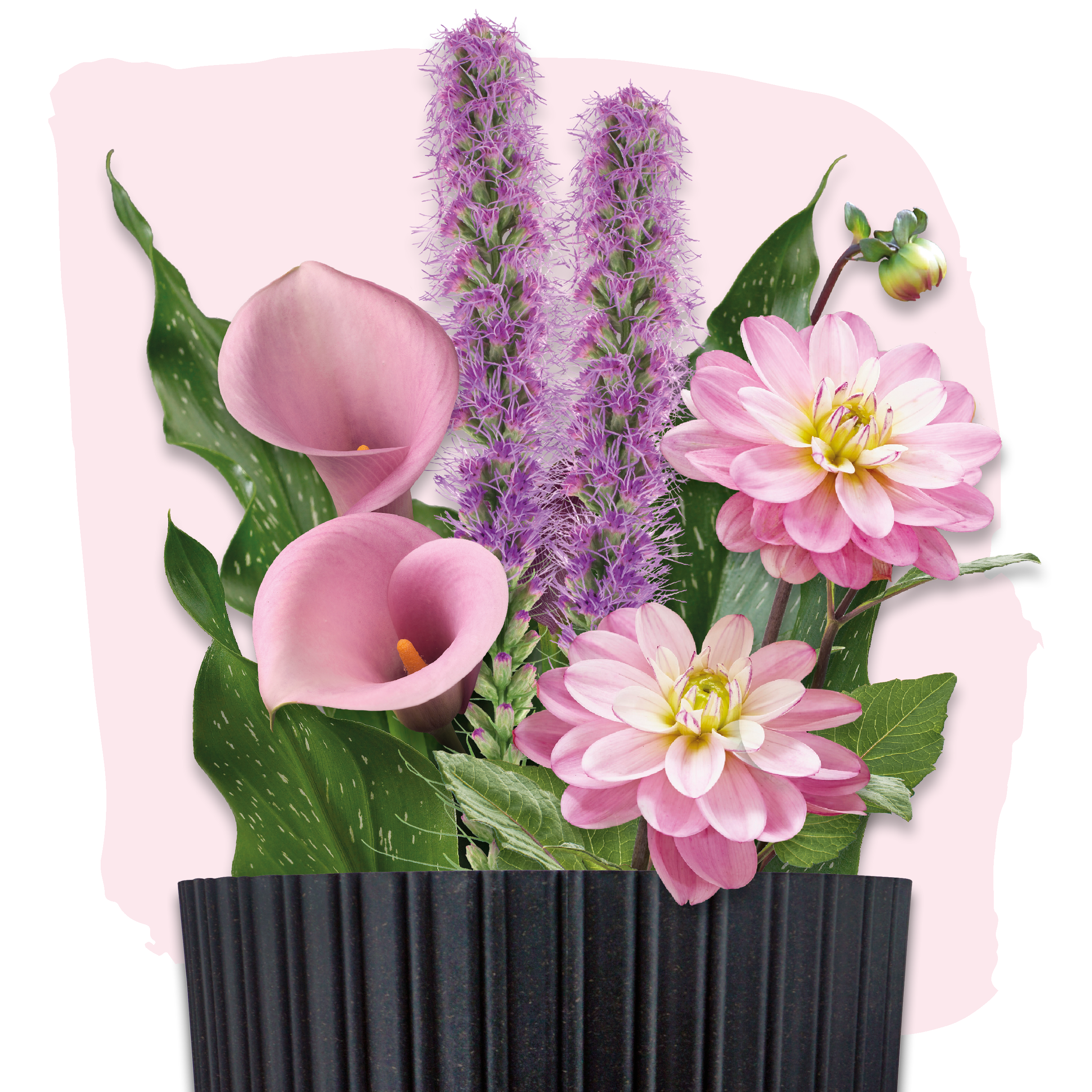 Plant Magic Grow Kit Paars