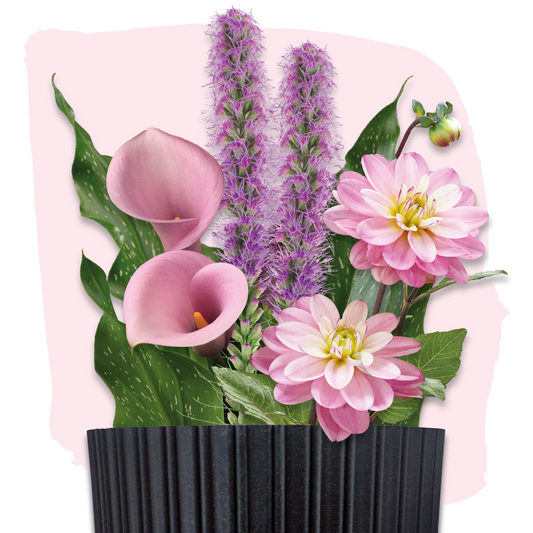 Plant Magic Grow Kit Paars