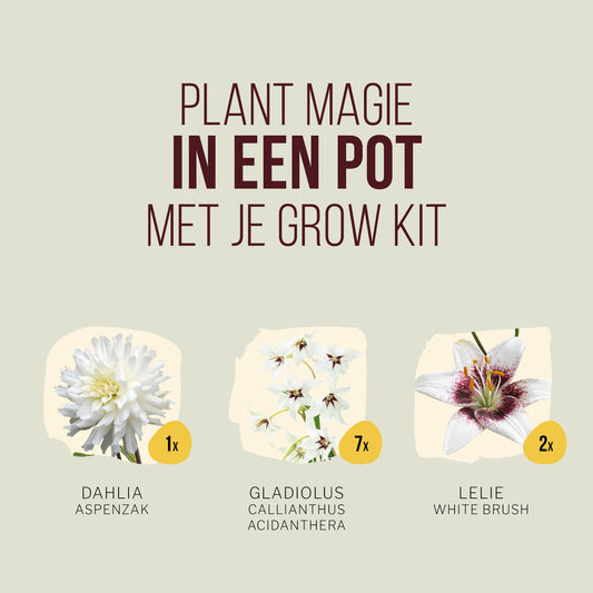 Plant Magic Grow Kit Wit