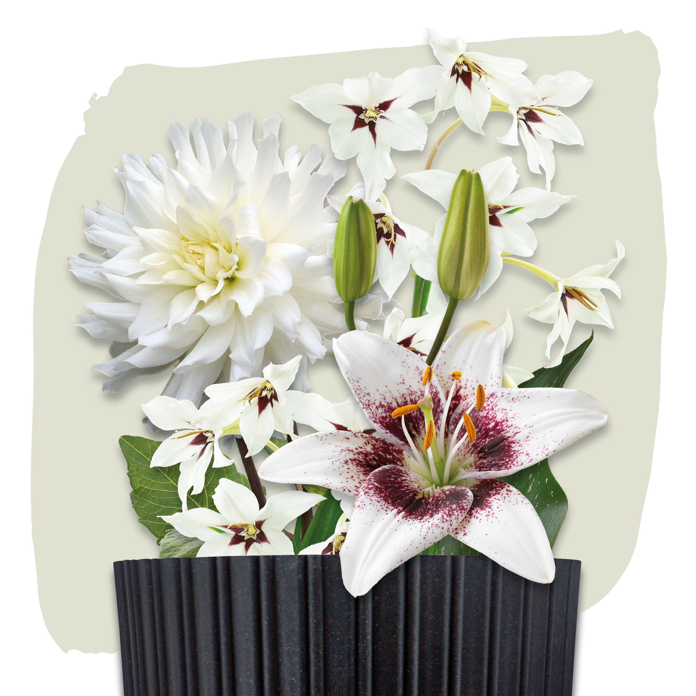 Plant Magic Grow Kit Wit