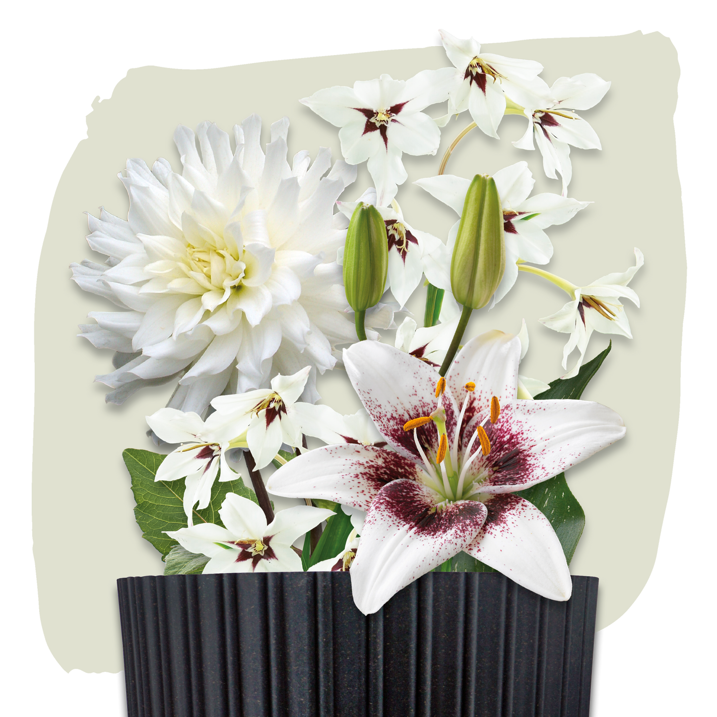 Plant Magic Grow Kit Wit
