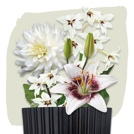 Plant Magic Grow Kit Wit