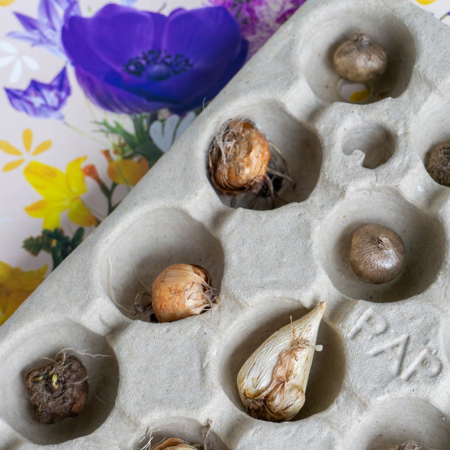 Zomer Pollinator Tegeltuintje