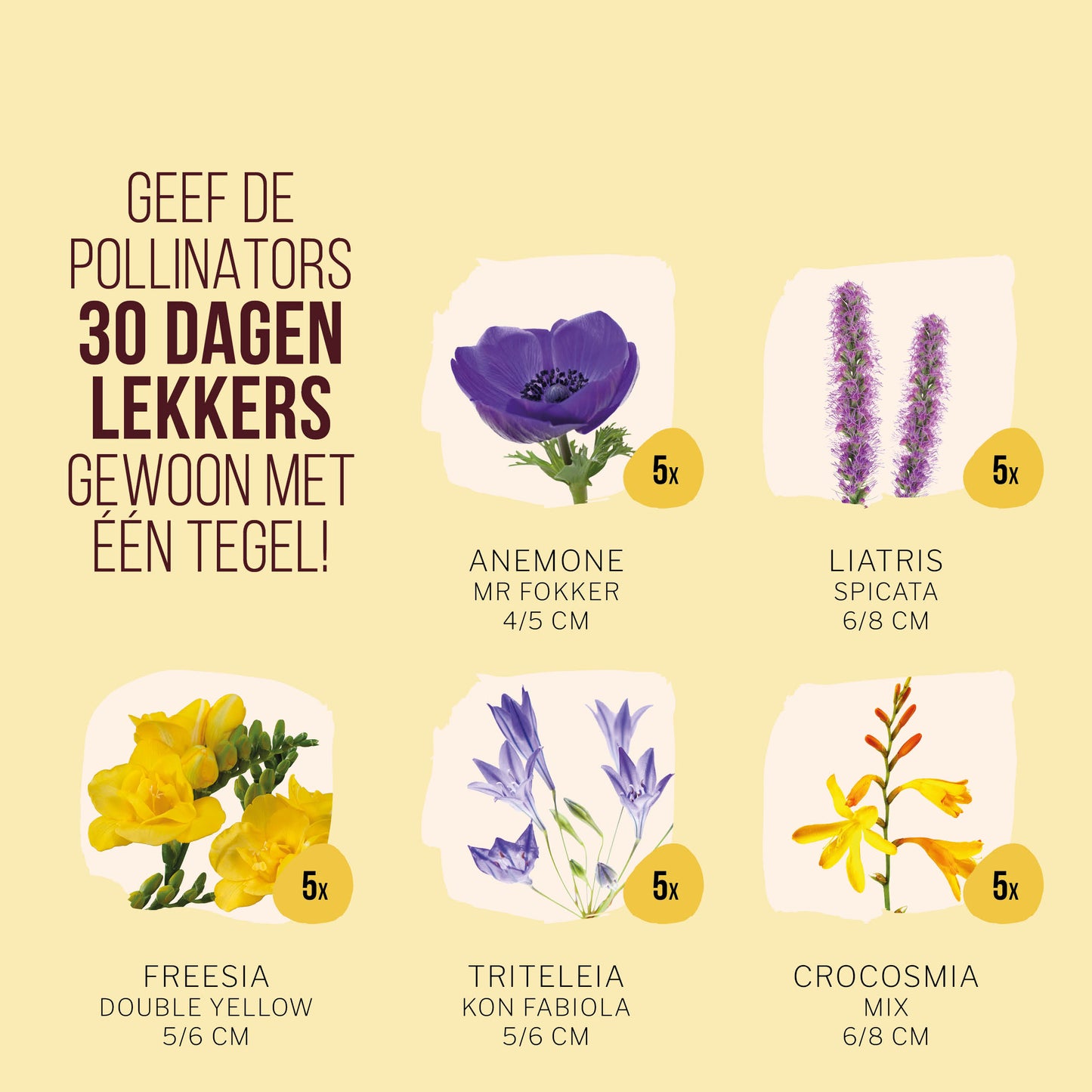 Zomer Pollinator Tegeltuintje