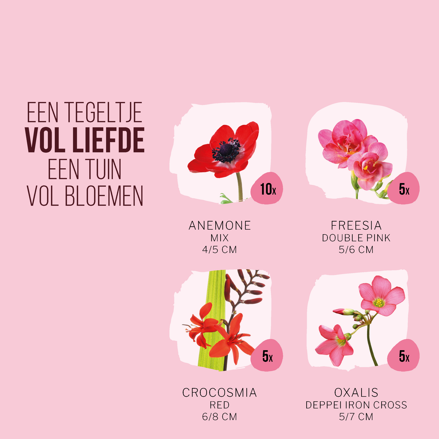 Magic Bloom Gift Tegeltuintje