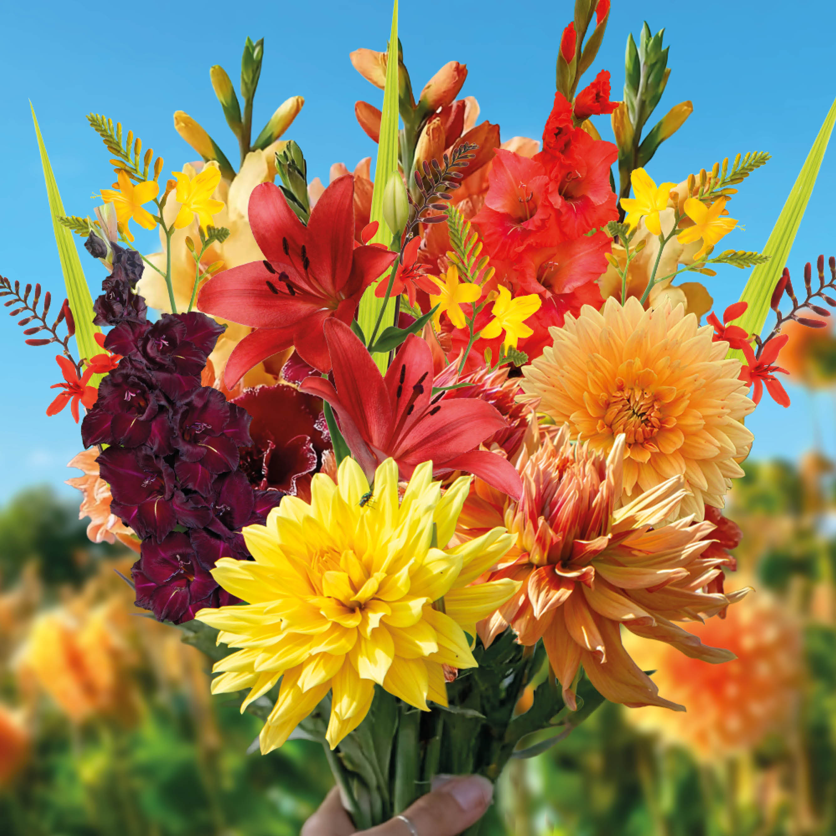 Bloembolpakket Maroon