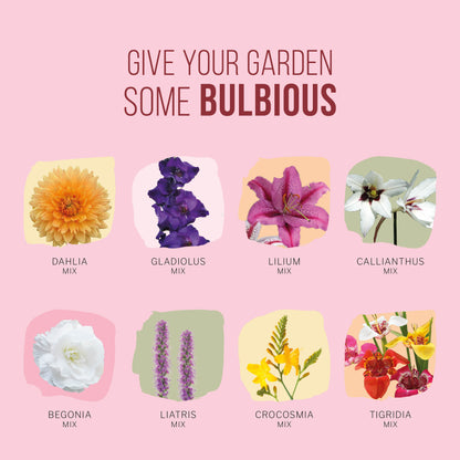 Bloembolpakket Velvet Memory