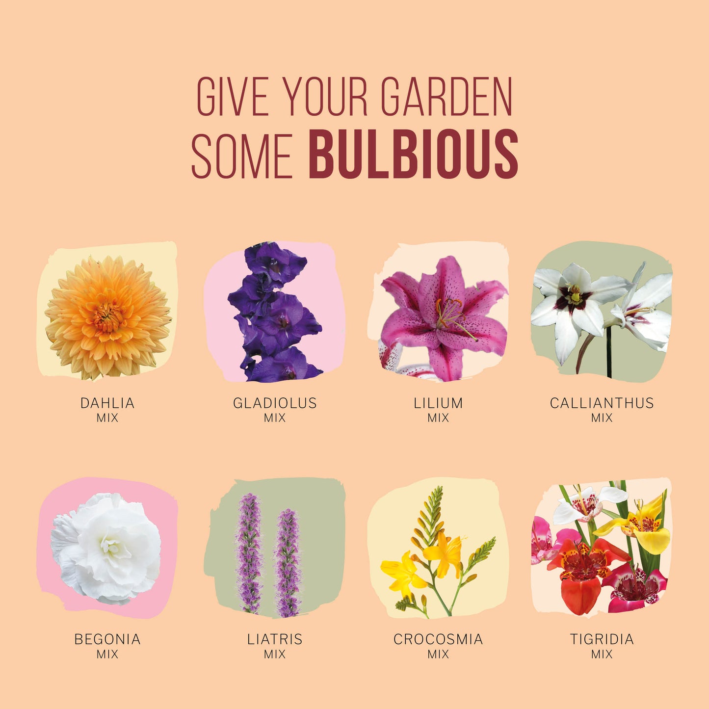 Bloembolpakket Floral Burst