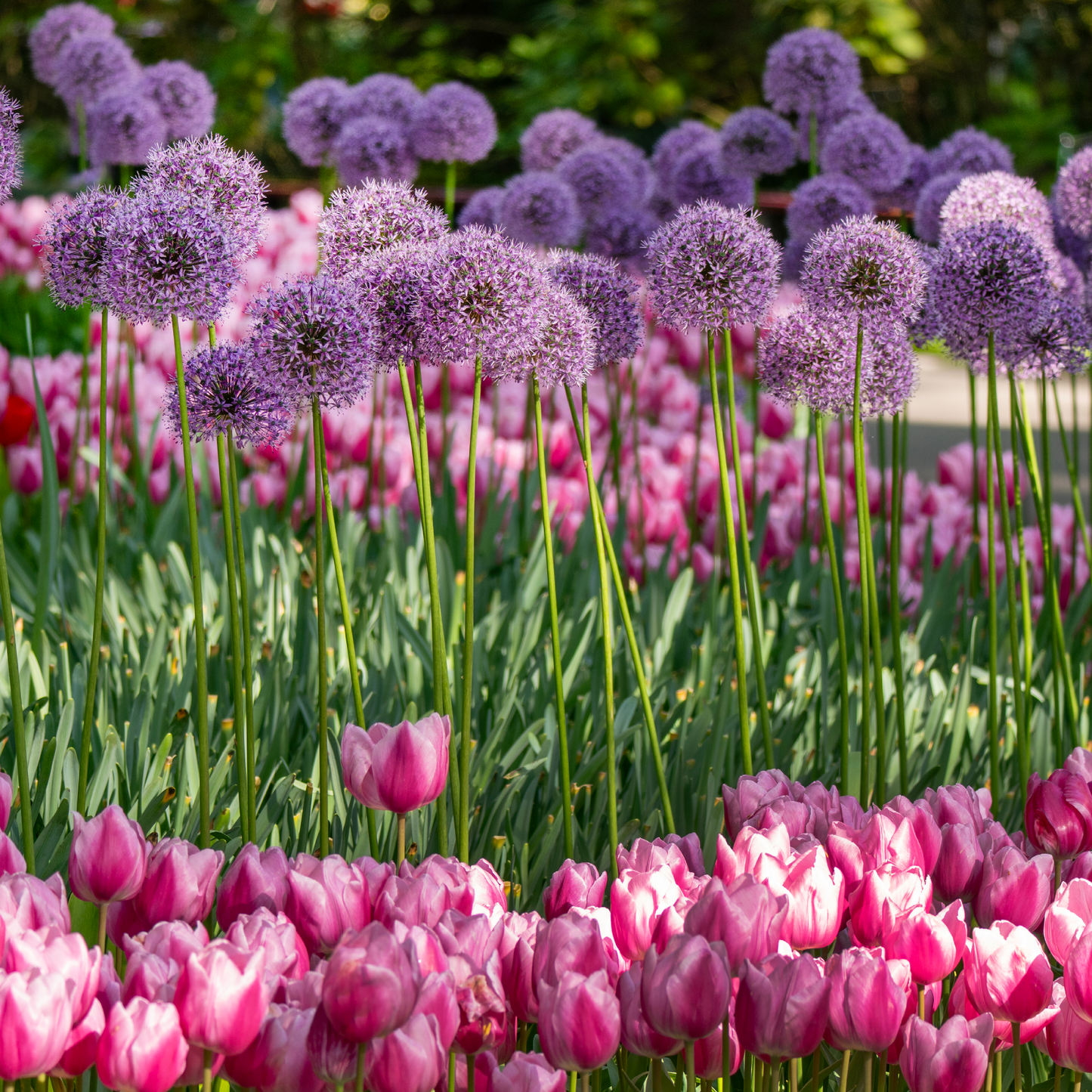 Bloembollen pakket Pastel