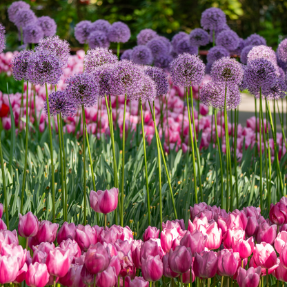 Bloembollen pakket Pastel