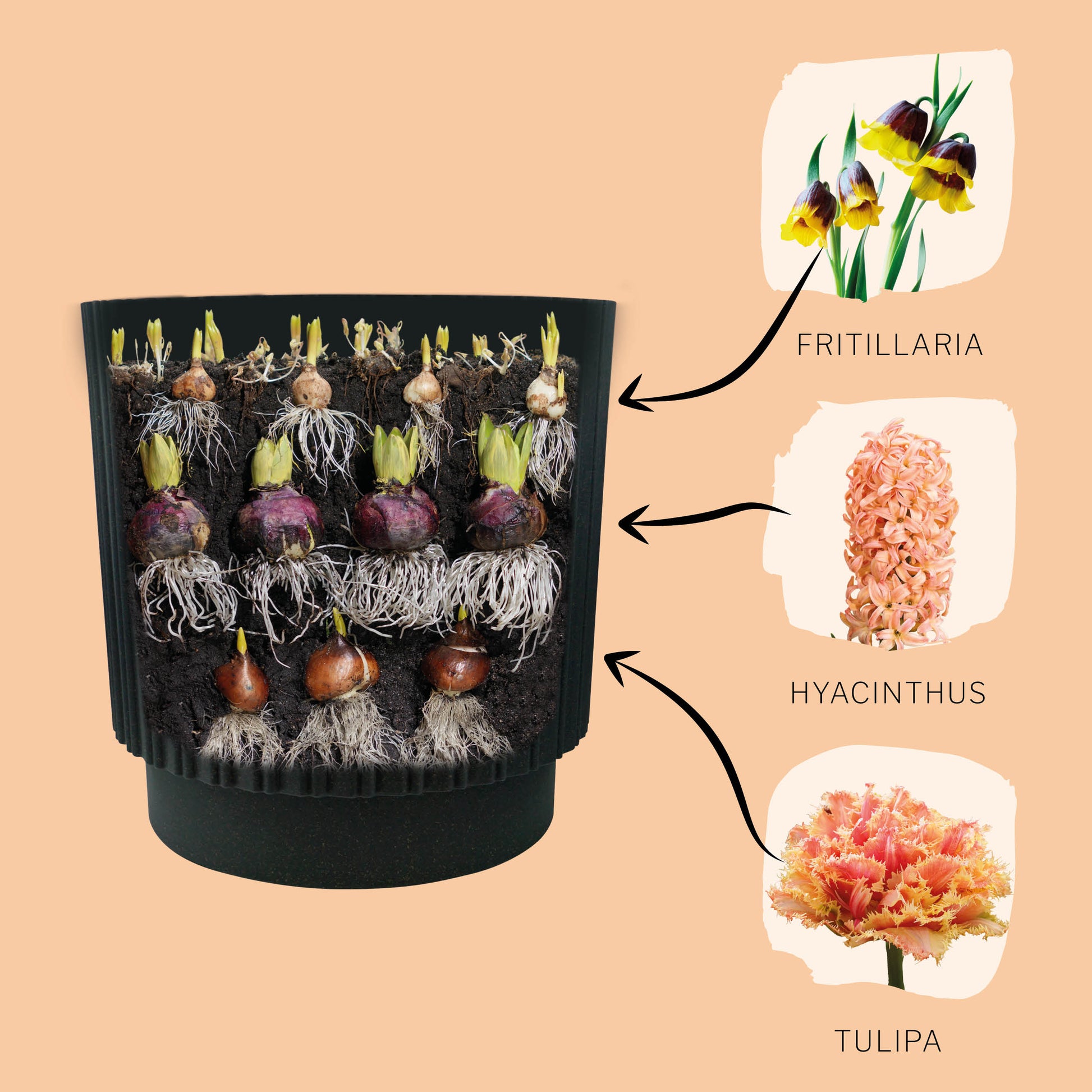 bloembollen cadeau grow kit orange