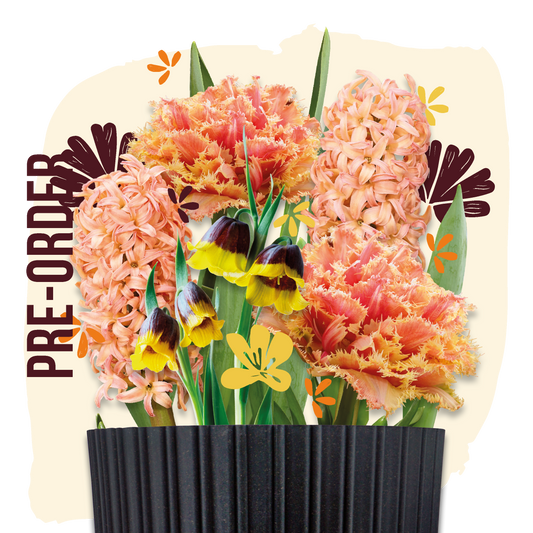 Grow Kit Orange