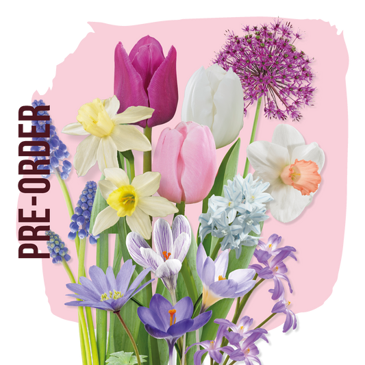 Bloembol pakket Pastel